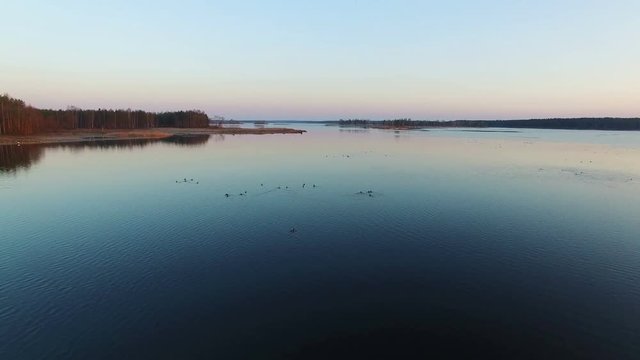 4K. Low flight over wild lake with ducks in winter on sunset, aerial view.