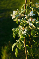 Fototapeta premium Columnar apple tree in late bloom