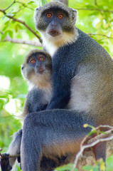 Monkey mom with baby in the woods