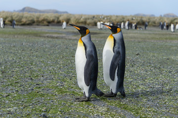 Fototapeta premium King penguins