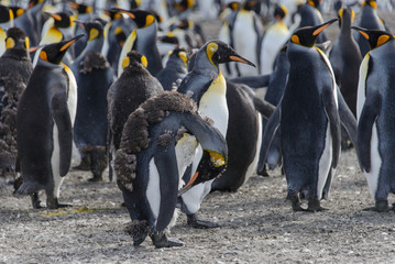 Fototapeta premium King penguin moulting