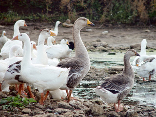 Geese on the river bank.