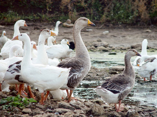 Obraz premium Geese on the river bank.