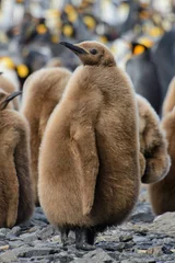 Fotobehang King penguin chicks © Alexey Seafarer