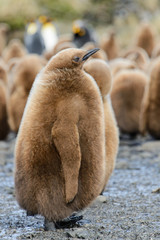 King penguin chicks