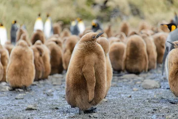 Plexiglas foto achterwand King penguin chicks © Alexey Seafarer