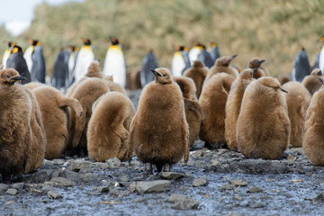 Obraz premium King penguin chicks