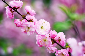 The oriental cherry blossoms