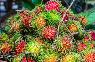 Naklejka na ściany i meble Thai fruits in the garden to bring tourists to eat.