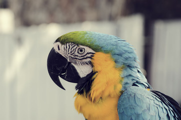 Close up shot of mix color macore bird.
