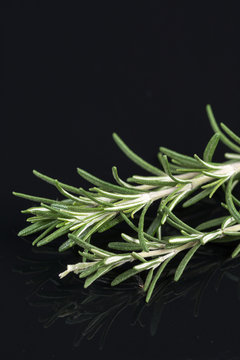 Rosemary branches isolated on the black background table with reflections