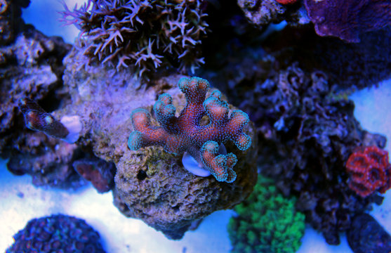 Styllophora sps coral in aquarium