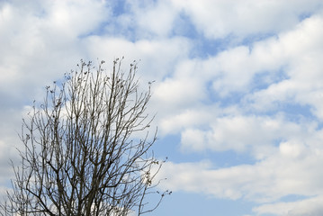 木　空　雲　素材