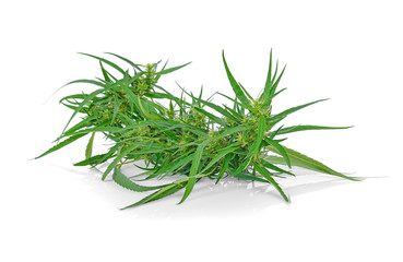 Big Leafy Cannabis Plant with Marijuana Buds