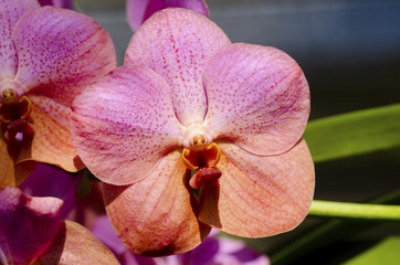 Purple Orchids in the orchids Farm on green background.