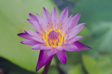 Macro shot of a Purple Lotus on blur green leaf background.