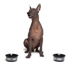 hungry dog between two bowls. xoloitzcuintli, Mexican Hairless Dog, waiting and looks up to have his bowl filled food isolated on white background
