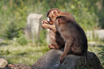 Two curious monkey exploring a metal object