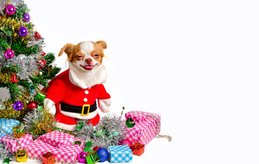 Chihuahua Dog  in Christmas costume 