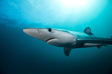 blue shark, prionace glauca, South Africa
