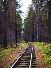 View along the railway. Game of summer and autumn colors. Tall trees. A distant perspective in the frame, the feeling of an endless road.