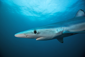 blue shark, prionace glauca, South Africa