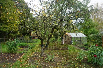 Beds in garden with tree and greenhouse