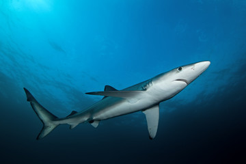 Obraz premium blue shark, prionace glauca, South Africa