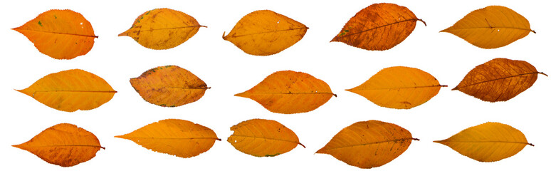 Collection of yellow sakura leaves on a white background