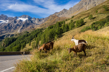Fototapeta na wymiar Timmelsjoch High Alpine Road landscape and goats. Mountains and peaks covered with glaciers and snow, natural environment. Hiking in the Passo del Rombo. Ötztal alps, Austria and Italy border, Europe