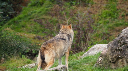 wolf von hinten
