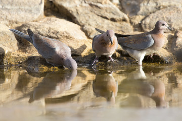 Mourning Dove sitting on a rock at a waterhole in the Kalahari