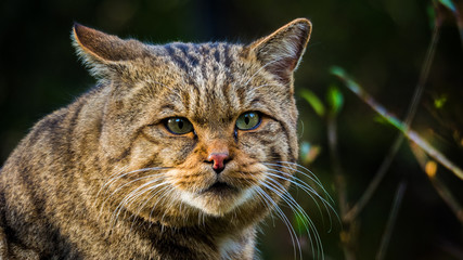 wildkatze portrait