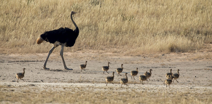 Family of ostrich chicks running after their parents in dry Kalahari sun