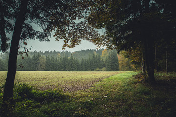 autumn forrest