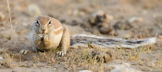 One Ground Squirrel looking for food in dry Kalahari sand