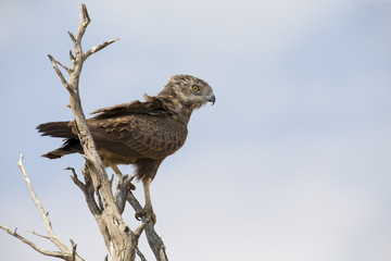 Brown Snake Eagle is perched in a dead tree