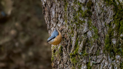 kleiber vogel am baum