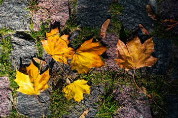 Maple leaves in the light of sunlight fell on the stone blocks with moss. Autumn colored leaves on asphalt in the sunny weather.