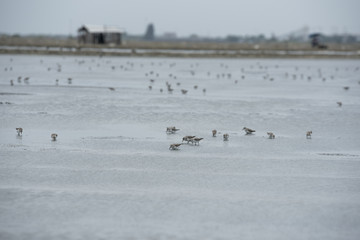 The nature of outdoor bird flocks in the ecosystem.