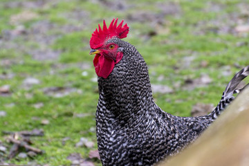 a twisted cock with a red ridge peeping out of the fence