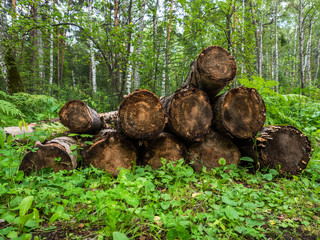Wood logs stacked in a heap to be removed from the forest. Beautiful green background of young plants that will replace them.