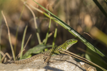 Close up of Lizard on tree