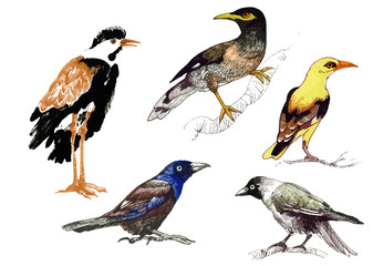Wild exotic birds set illustration.