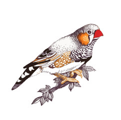 Cute little bird sitting on twig over white background, watercolor painting.