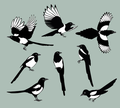 set magpie birds. Set of black isolated vector silhouettes of birds (magpie). Bird Poses. Vector illustration.