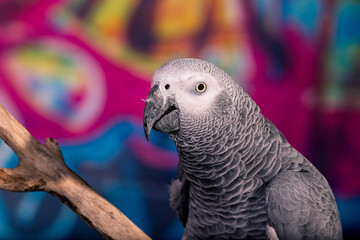 African Grey Parrot against wall with graffitti