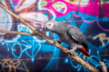 Obraz premium African Grey Parrot against wall with graffitti