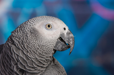 African Grey Parrot against wall with graffitti