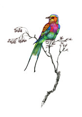 Watercolor drawing bird, artistic painting bullfinch at white background, isolated hand drawn illustration